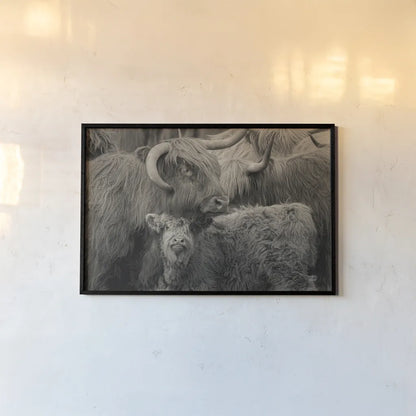 Highland Cow Under Cover Neutral by Nathan Larson. shown as a paper print in a black flame. Available as a archival giclee rolled canvas, fine art paper, or poster print. SKU 79338i.