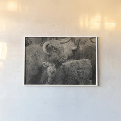 Highland Cow Under Cover Neutral by Nathan Larson. shown as a paper print in a white frame. Available as a archival giclee rolled canvas, fine art paper, or poster print. SKU 79338i.