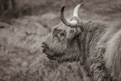 Highland Cow on Watch by Nathan Larson. SKU 79109i. Archival Giclee Fine art print for wall decor.