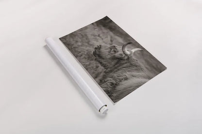Highland Cow on Watch by Nathan Larson. shown as a rolled paper print. Available as archival giclee rolled canvas, fine art paper, or poster print. SKU 79109i.