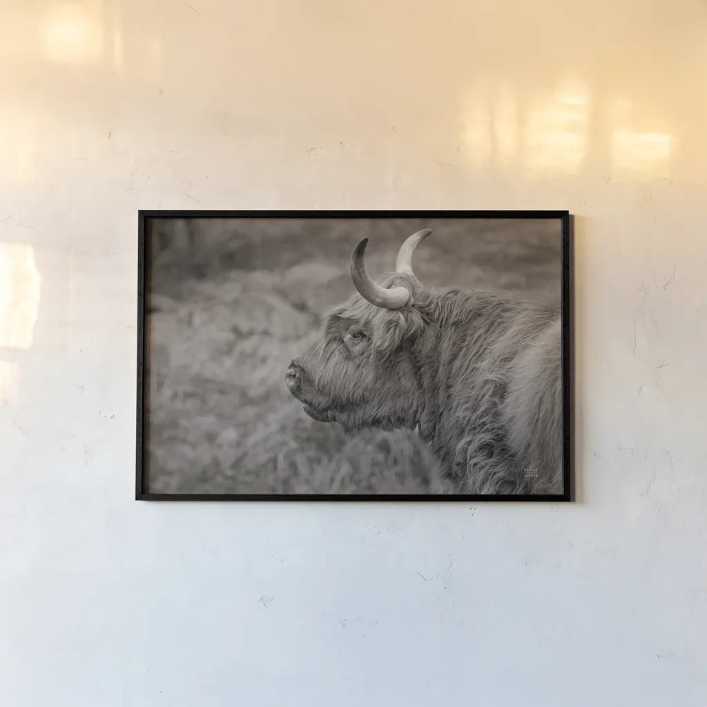 Highland Cow on Watch by Nathan Larson. shown as a paper print in a black flame. Available as a archival giclee rolled canvas, fine art paper, or poster print. SKU 79109i.