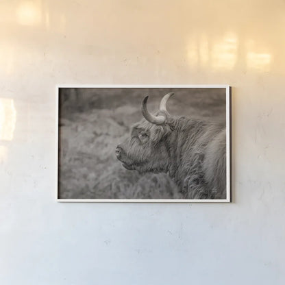 Highland Cow on Watch by Nathan Larson. shown as a paper print in a white frame. Available as a archival giclee rolled canvas, fine art paper, or poster print. SKU 79109i.