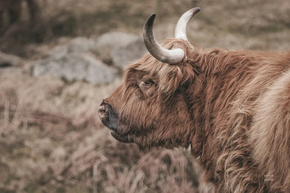 Highland Cow on Watch Faded by Nathan Larson. SKU 79110i. Archival Giclee Fine art print for wall decor.