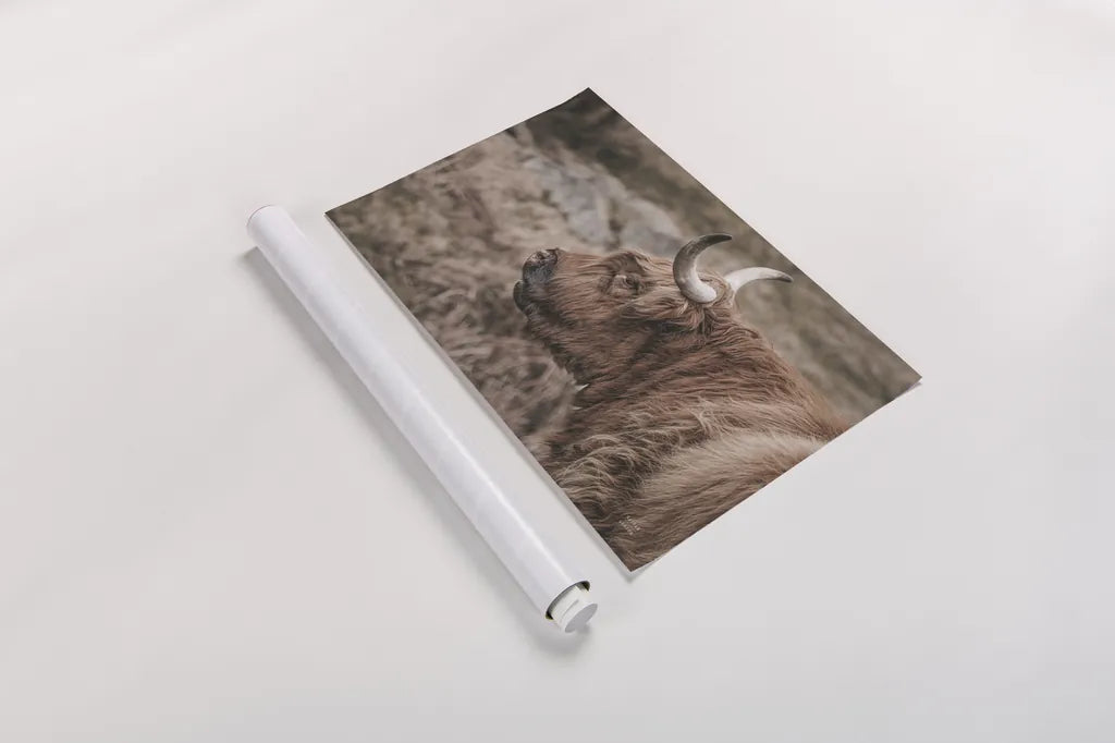 Highland Cow on Watch Faded by Nathan Larson. shown as a rolled paper print. Available as archival giclee rolled canvas, fine art paper, or poster print. SKU 79110i.