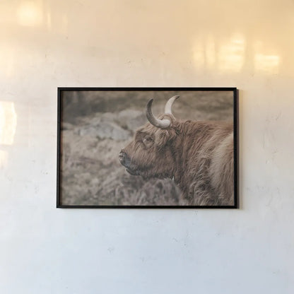 Highland Cow on Watch Faded by Nathan Larson. shown as a paper print in a black flame. Available as a archival giclee rolled canvas, fine art paper, or poster print. SKU 79110i.