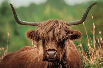 Highland Meadow Portrait by Nathan Larson. SKU 100483i. Archival Giclee Fine art print for wall decor.