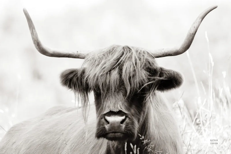 Highland Meadow Portrait BW by Nathan Larson. SKU 100485i. Archival Giclee Fine art print for wall decor.