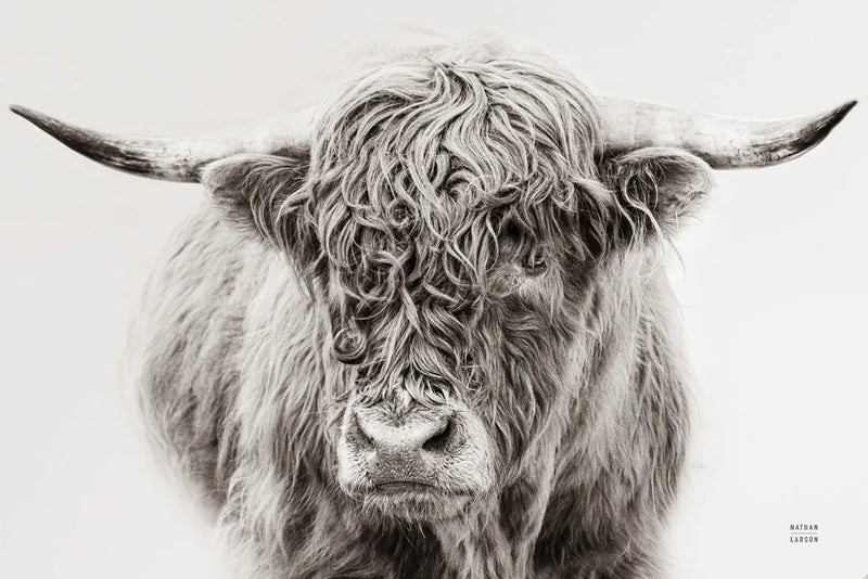 Highland in the Winter Fog BW by Nathan Larson. SKU 77566i. Archival Giclee Fine art print for wall decor.