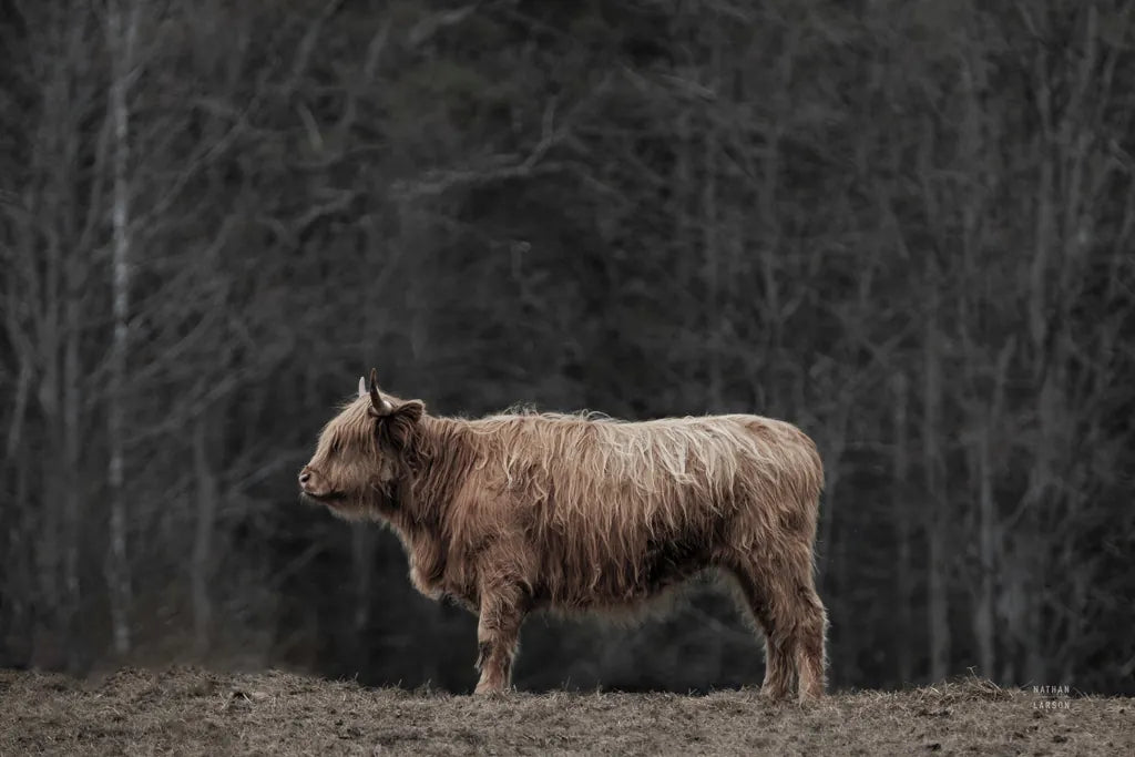 Hill Top Highland by Nathan Larson. SKU 89478i. Archival Giclee Fine art print for wall decor.