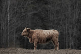 Hill Top Highland by Nathan Larson. SKU 89478i. Archival Giclee Fine art print for wall decor.