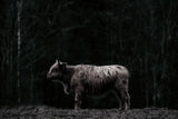 Hill Top Highland BW by Nathan Larson. SKU 89479i. Archival Giclee Fine art print for wall decor.