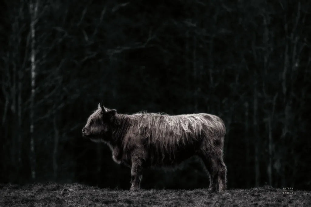 Hill Top Highland BW by Nathan Larson. SKU 89479i. Archival Giclee Fine art print for wall decor.