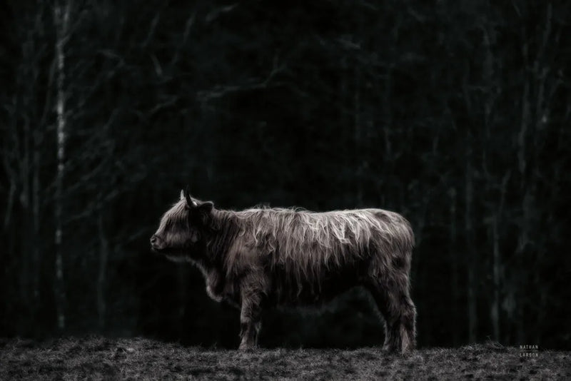 Hill Top Highland BW by Nathan Larson. SKU 89479i. Archival Giclee Fine art print for wall decor.