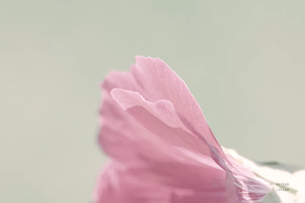 Hollyhock Edge by Nathan Larson. SKU 81198i. Archival Giclee Fine art print for wall decor.