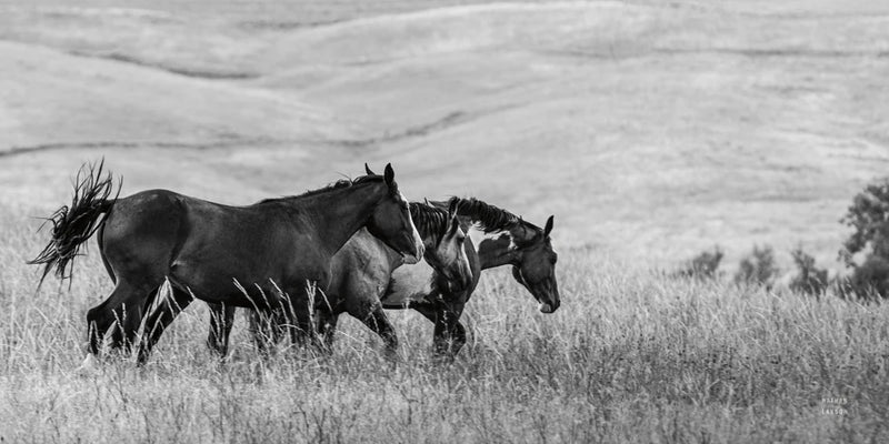Horse Moves BW by Nathan Larson