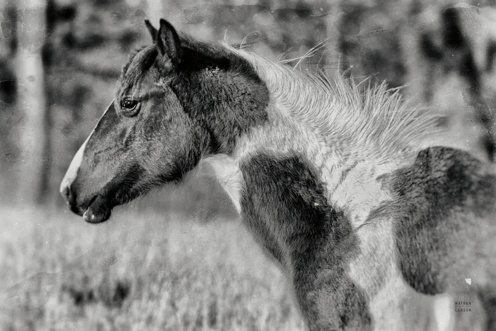 Horse Profile BW by Nathan Larson. SKU 89463i. Archival Giclee Fine art print for wall decor.