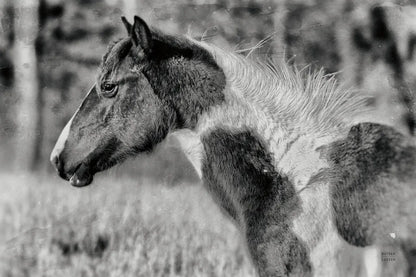 Horse Profile BW by Nathan Larson. SKU 89463i. Archival Giclee Fine art print for wall decor.