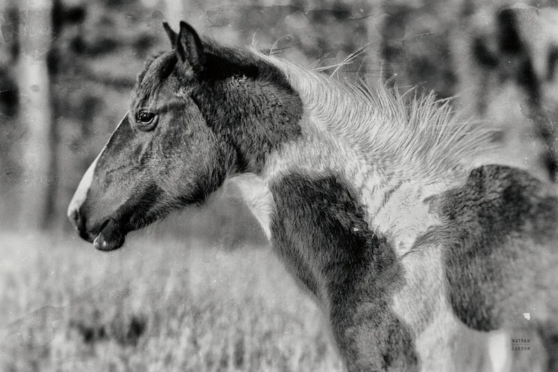 Horse Profile BW by Nathan Larson. SKU 89463i. Archival Giclee Fine art print for wall decor.