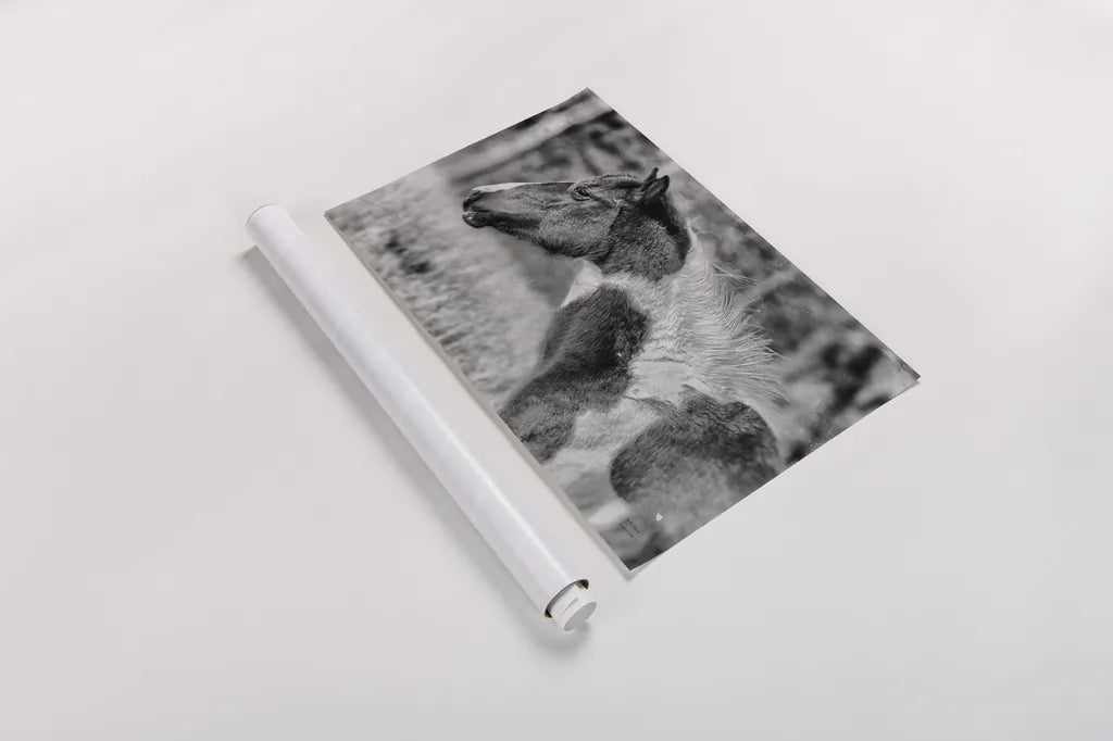 Horse Profile BW by Nathan Larson. shown as a rolled paper print. Available as archival giclee rolled canvas, fine art paper, or poster print. SKU 89463i.