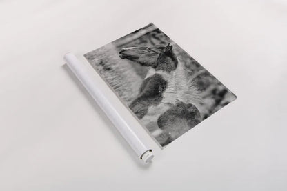 Horse Profile BW by Nathan Larson. shown as a rolled paper print. Available as archival giclee rolled canvas, fine art paper, or poster print. SKU 89463i.