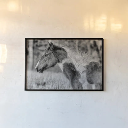 Horse Profile BW by Nathan Larson. shown as a paper print in a black flame. Available as a archival giclee rolled canvas, fine art paper, or poster print. SKU 89463i.