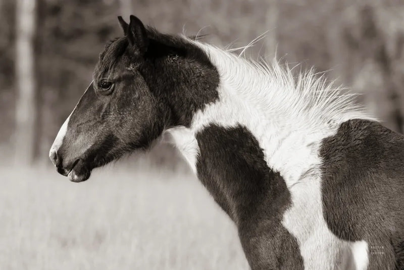 Horse Profile Sepia by Nathan Larson. SKU 89462i. Archival Giclee Fine art print for wall decor.