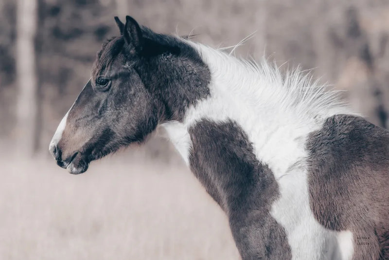 Horse Profile Tones by Nathan Larson. SKU 89461i. Archival Giclee Fine art print for wall decor.