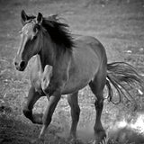 Horse Runner by Nathan Larson. SKU 76536a. Archival Giclee Fine art print for wall decor.
