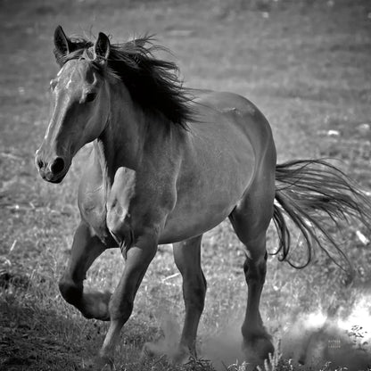 Horse Runner by Nathan Larson. SKU 76536a. Archival Giclee Fine art print for wall decor.