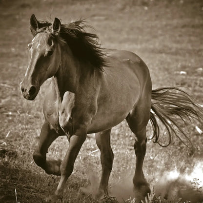 Horse Runner Sepia by Nathan Larson. SKU 79221a. Archival Giclee Fine art print for wall decor.