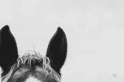 Horse Study I by Nathan Larson. SKU 86413i. Archival Giclee Fine art print for wall decor.