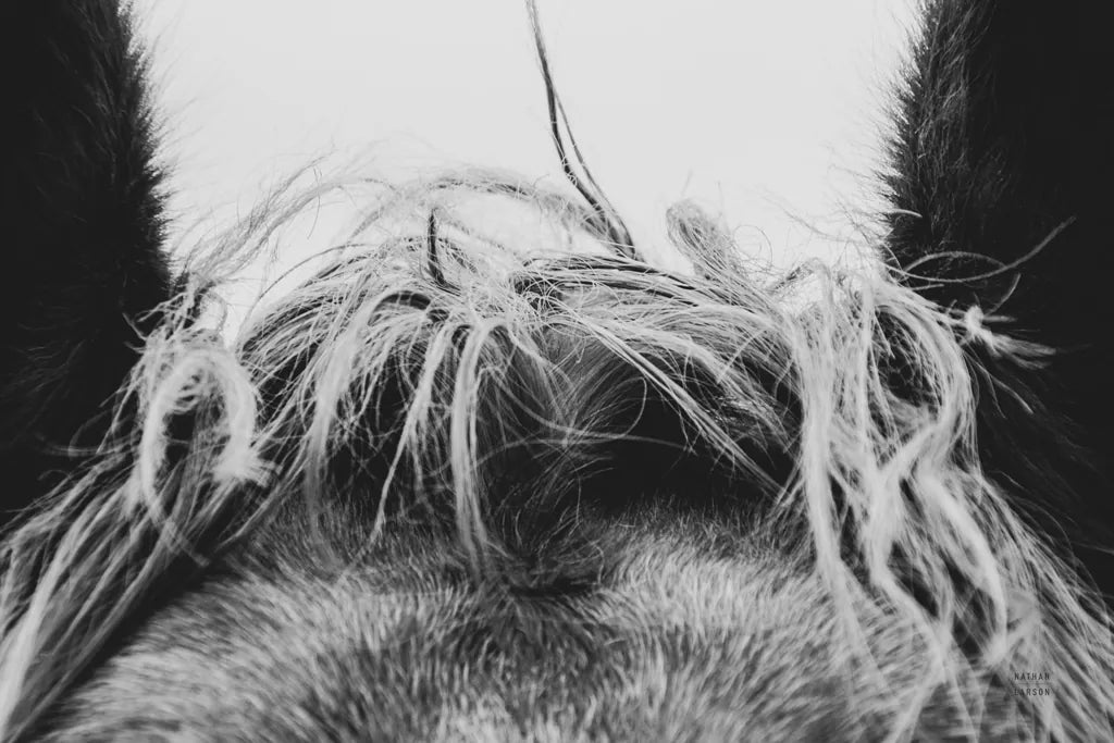 Horse Study II by Nathan Larson. SKU 86414i. Archival Giclee Fine art print for wall decor.