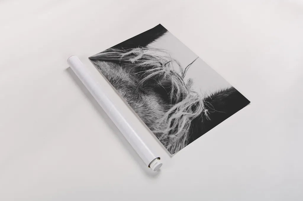 Horse Study II by Nathan Larson. shown as a rolled paper print. Available as archival giclee rolled canvas, fine art paper, or poster print. SKU 86414i.