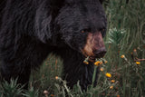 Hungry Bear by Nathan Larson. SKU 100756i. Archival Giclee Fine art print for wall decor.