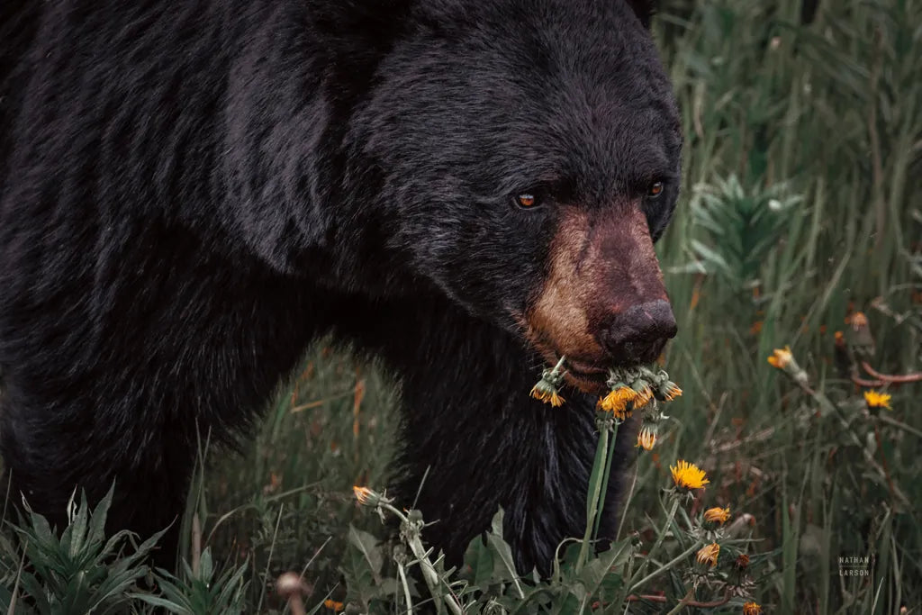 Hungry Bear by Nathan Larson. SKU 100756i. Archival Giclee Fine art print for wall decor.