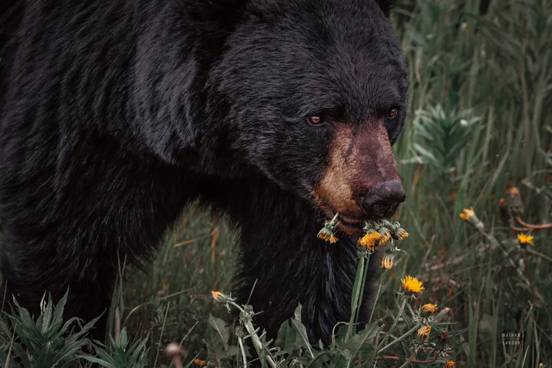 Hungry Bear by Nathan Larson. SKU 100756i. Archival Giclee Fine art print for wall decor.
