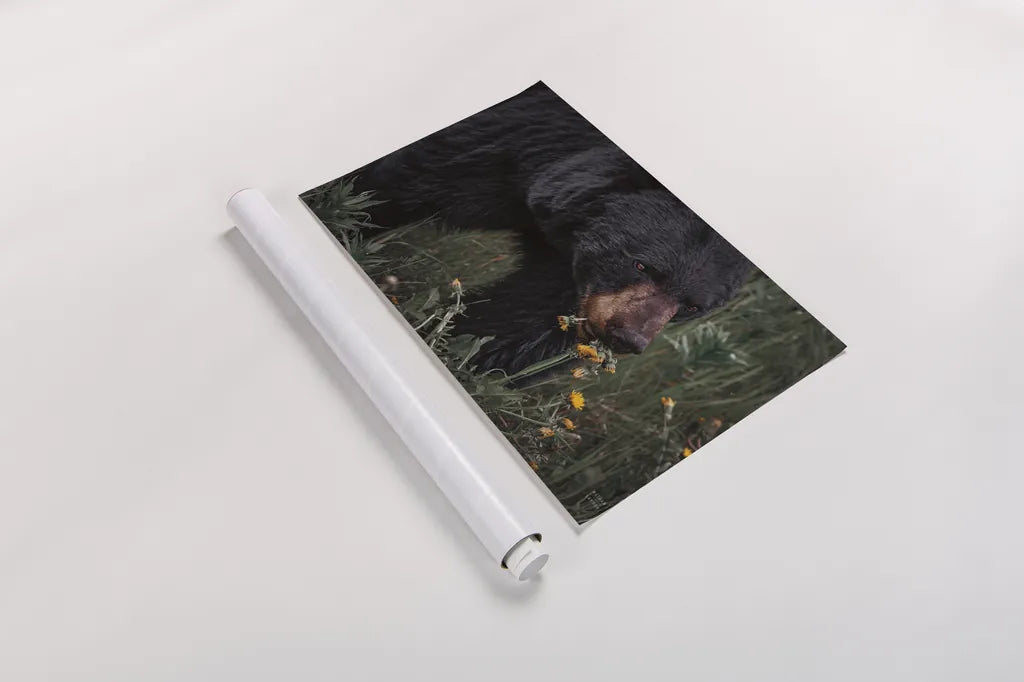 Hungry Bear by Nathan Larson. shown as a rolled paper print. Available as archival giclee rolled canvas, fine art paper, or poster print. SKU 100756i.