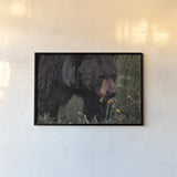 Hungry Bear by Nathan Larson. shown as a paper print in a black flame. Available as a archival giclee rolled canvas, fine art paper, or poster print. SKU 100756i.