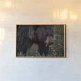 Hungry Bear by Nathan Larson. shown as a paper print in a natural frame. Available as a archival giclee rolled canvas, fine art paper, or poster print. SKU 100756i.