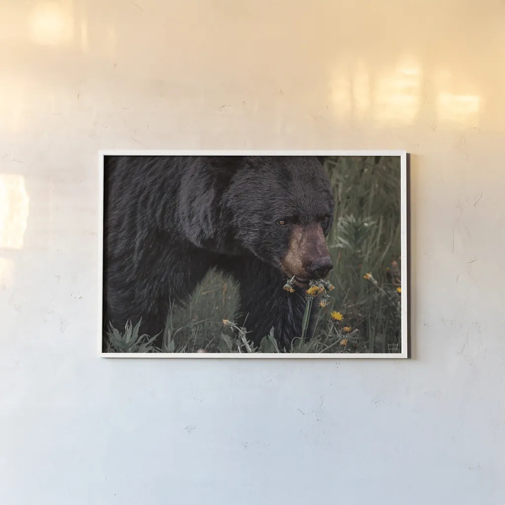 Hungry Bear by Nathan Larson. shown as a paper print in a white frame. Available as a archival giclee rolled canvas, fine art paper, or poster print. SKU 100756i.