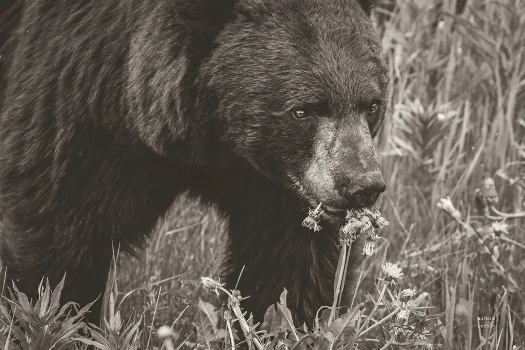 Hungry Bear Sepia by Nathan Larson. SKU 100757i. Archival Giclee Fine art print for wall decor.