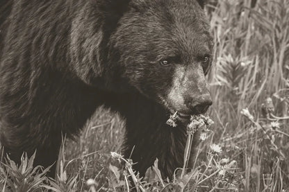 Hungry Bear Sepia by Nathan Larson. SKU 100757i. Archival Giclee Fine art print for wall decor.