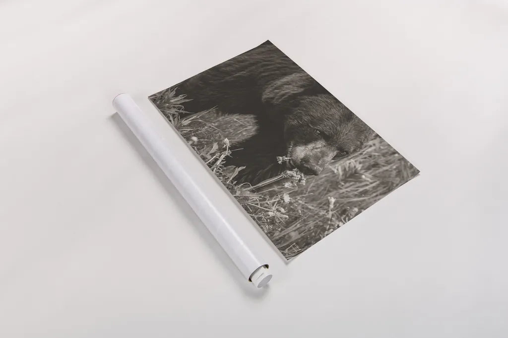 Hungry Bear Sepia by Nathan Larson. shown as a rolled paper print. Available as archival giclee rolled canvas, fine art paper, or poster print. SKU 100757i.