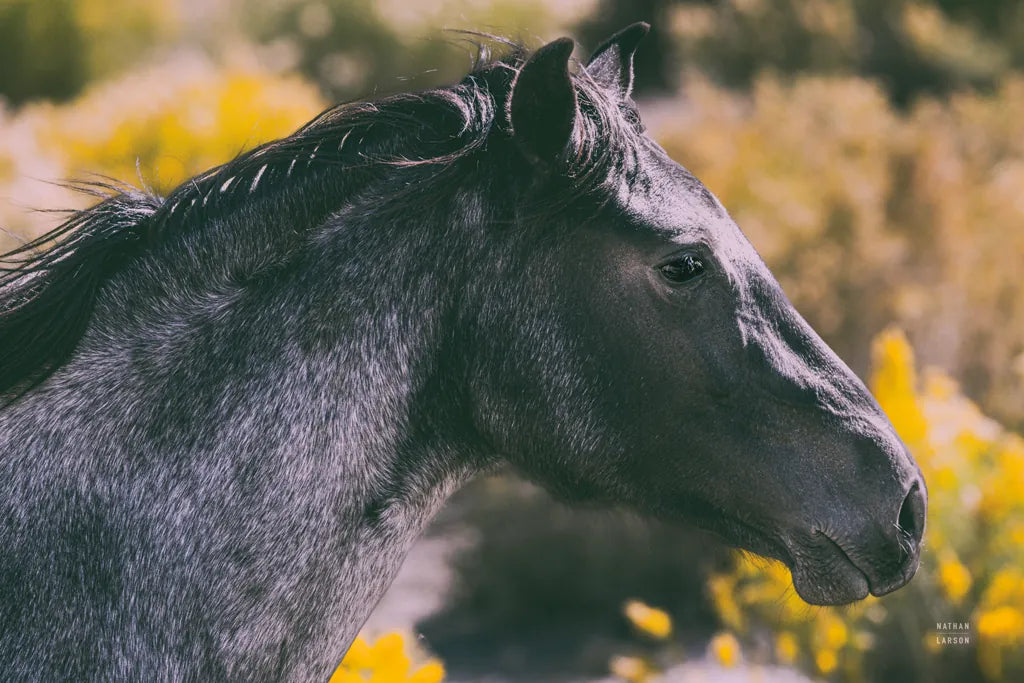 In a Field of Yellow by Nathan Larson. SKU 96204i. Archival Giclee Fine art print for wall decor.