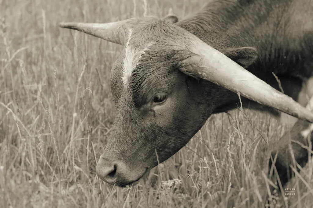 In the Carolina Fields by Nathan Larson. SKU 99205i. Archival Giclee Fine art print for wall decor.