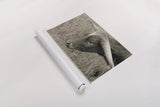 In the Carolina Fields by Nathan Larson. shown as a rolled paper print. Available as archival giclee rolled canvas, fine art paper, or poster print. SKU 99205i.
