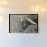 In the Carolina Fields by Nathan Larson. shown as a paper print in a black flame. Available as a archival giclee rolled canvas, fine art paper, or poster print. SKU 99205i.