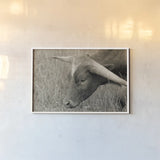 In the Carolina Fields by Nathan Larson. shown as a paper print in a white frame. Available as a archival giclee rolled canvas, fine art paper, or poster print. SKU 99205i.