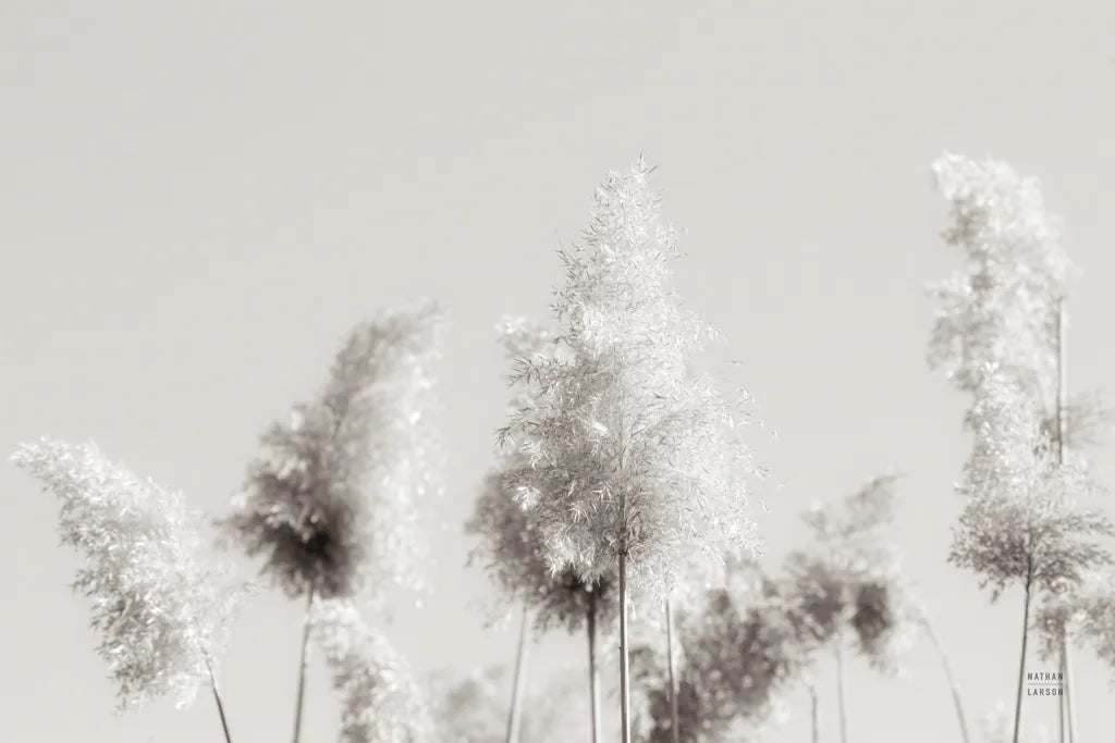 In the Wind I by Nathan Larson. SKU 79426i. Archival Giclee Fine art print for wall decor.