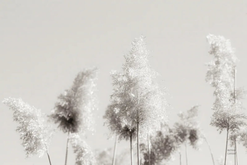In the Wind I by Nathan Larson. SKU 79426i. Archival Giclee Fine art print for wall decor.